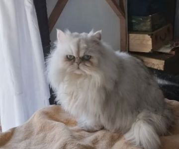 RB Cat House