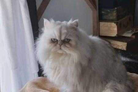 RB Cat House