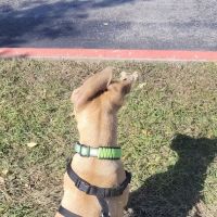 Veterinary Clinic of Pearland ico