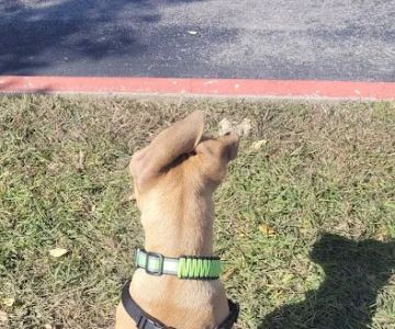 Veterinary Clinic of Pearland