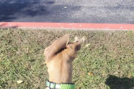 Veterinary Clinic of Pearland