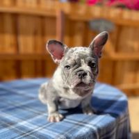 Teacup Puppies For Sale in Arkansas ico