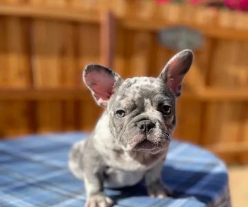 Teacup Puppies For Sale in Arkansas