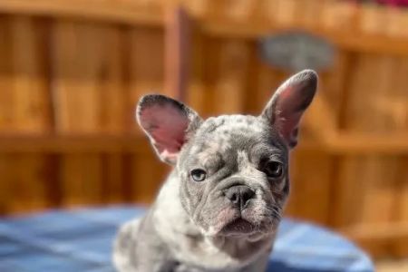 Teacup Puppies For Sale in Arkansas