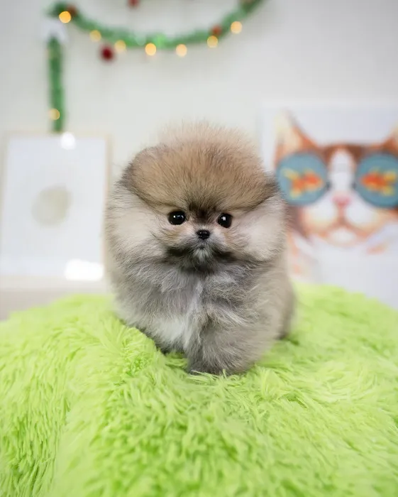 Teacup Puppies For Sale in Arkansas 12
