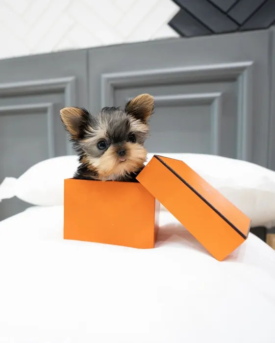 Teacup Puppies For Sale in Arkansas 12