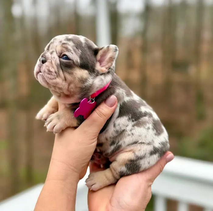 Teacup Puppies For Sale in Arkansas 12
