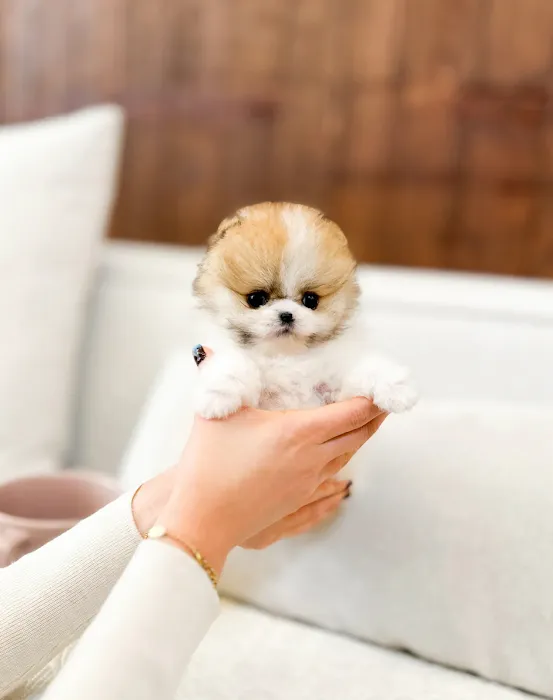 Teacup Puppies For Sale in Arkansas 12