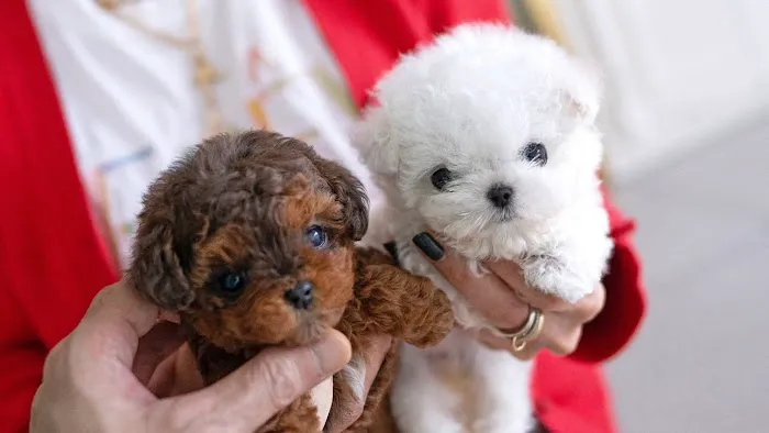 Teacup Puppies For Sale in Arkansas 12