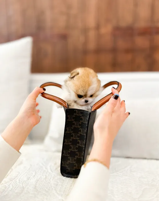 Teacup Puppies For Sale in Arkansas 12