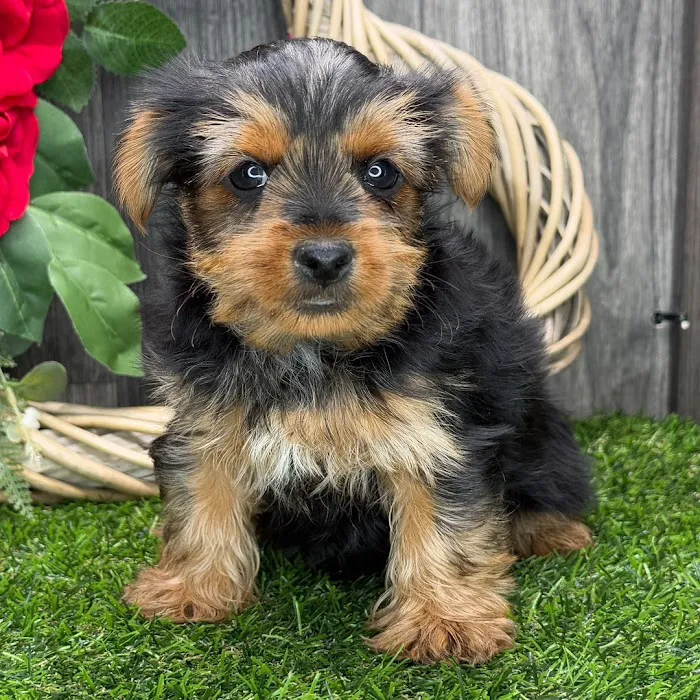 Teacup Puppies For Sale in Arkansas 12