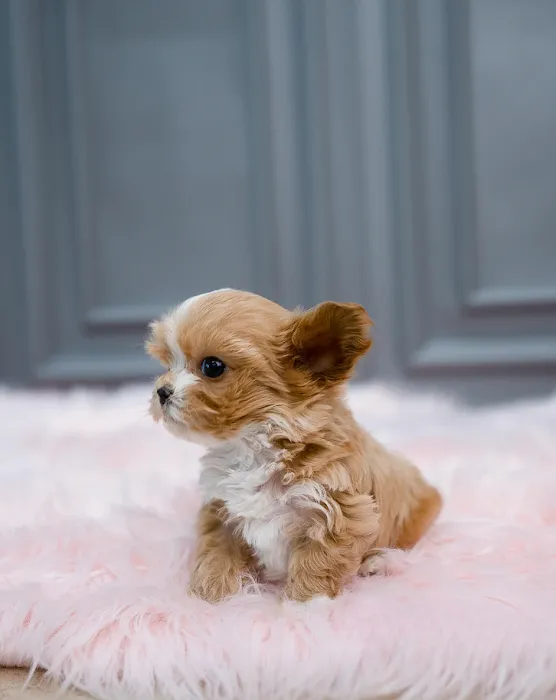 Teacup Puppies For Sale in Arkansas 12