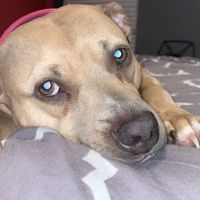 Houston Veterinary Walk-in & Urgent Care ico