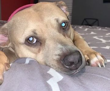 Houston Veterinary Walk-in & Urgent Care