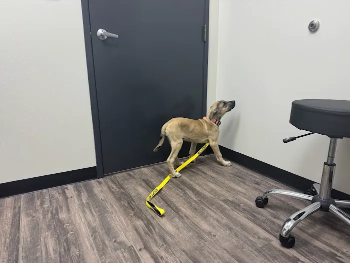 Houston Veterinary Walk-in & Urgent Care 12