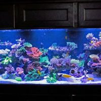 Worlds Under Water ico