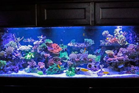 Worlds Under Water