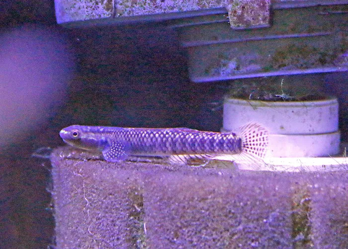 Worlds Under Water 12