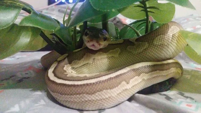 Petco 12