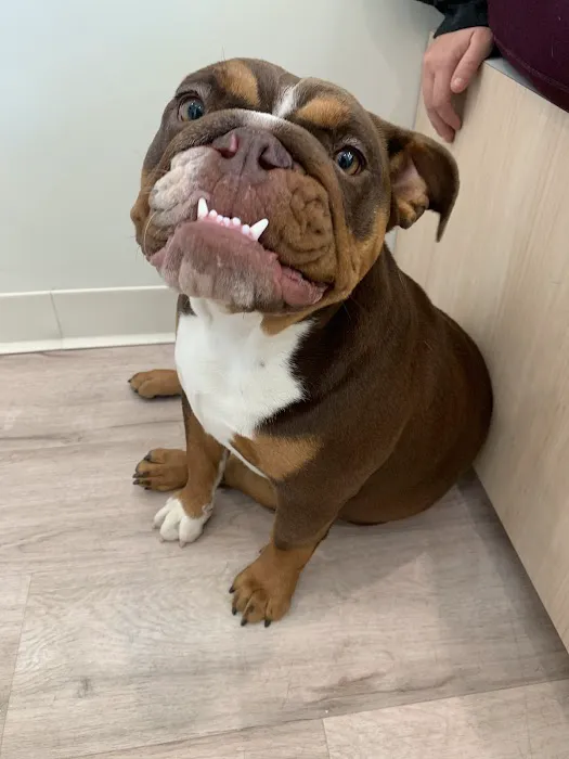 Petfolk Veterinary & Urgent Care - Pearland 12