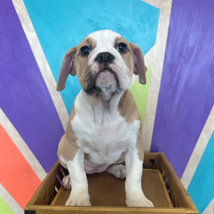 Petland Fayetteville 12