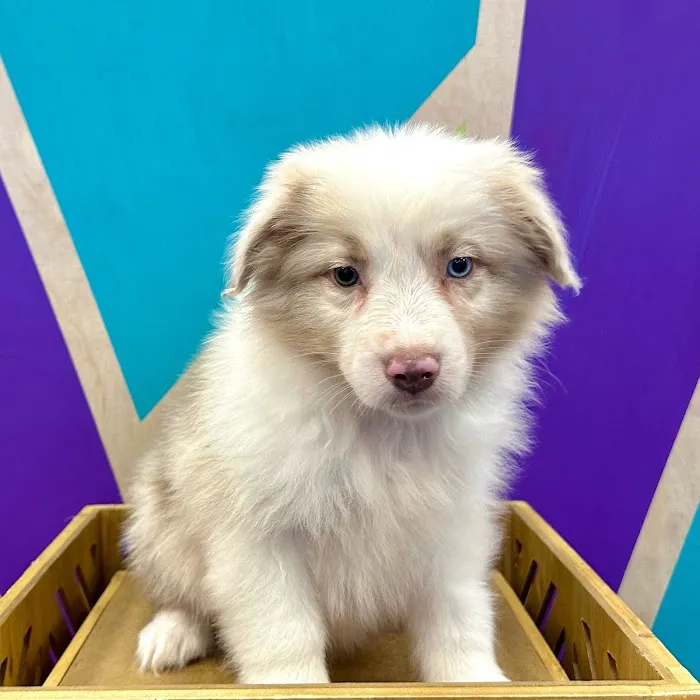 Petland Fayetteville 12
