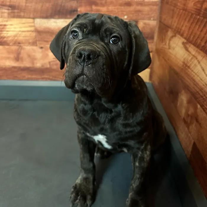 Petland Fayetteville 12