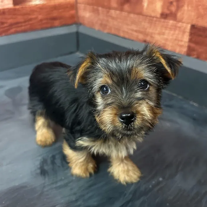 Petland Fayetteville 12