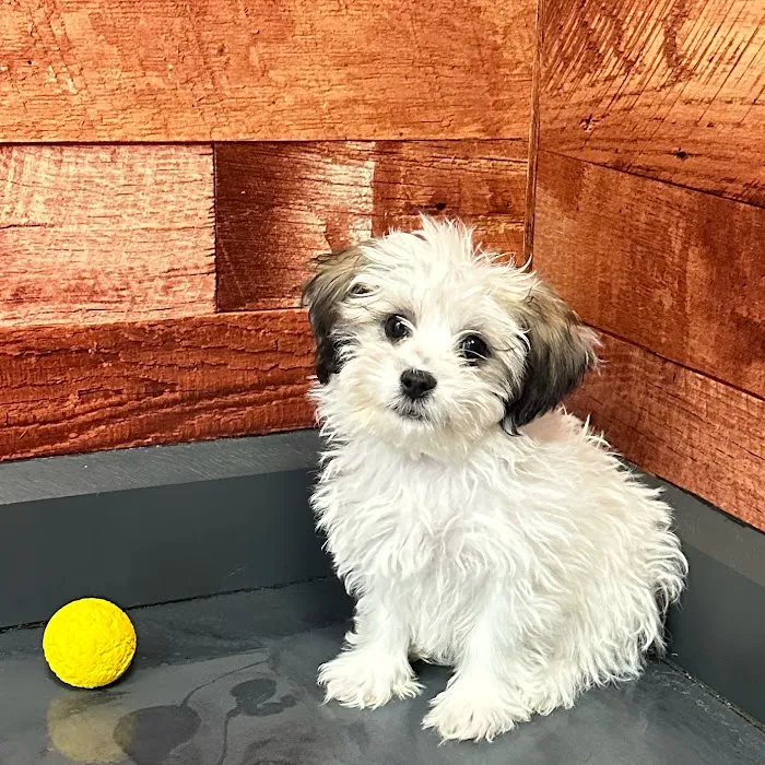 Petland Fayetteville 12