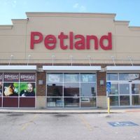 Petland Fayetteville ico