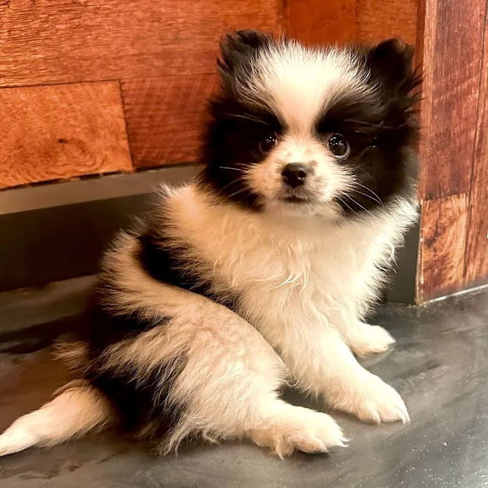Petland Fayetteville 12