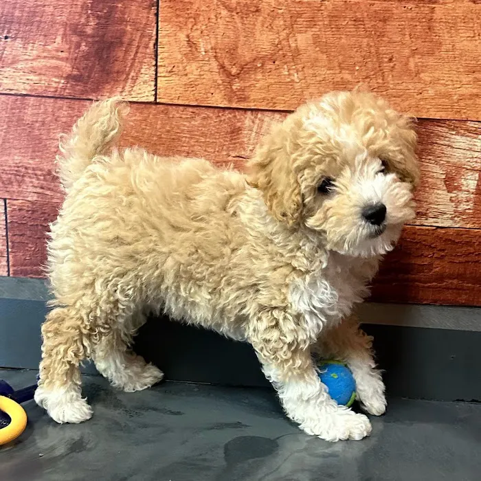 Petland Fayetteville 12