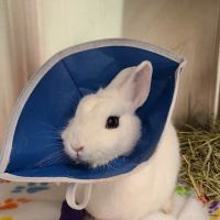 Safari Animal Hospital ico