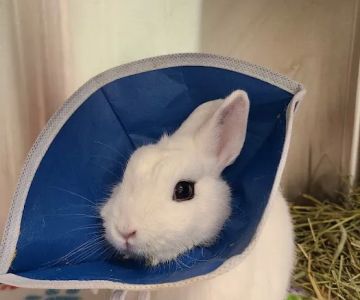 Safari Animal Hospital