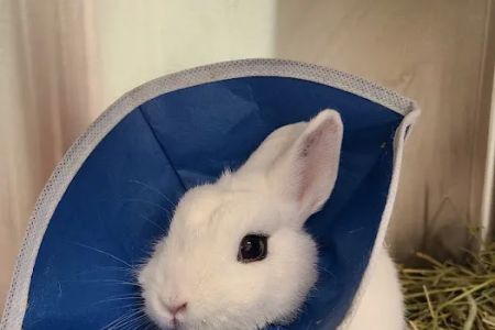 Safari Animal Hospital