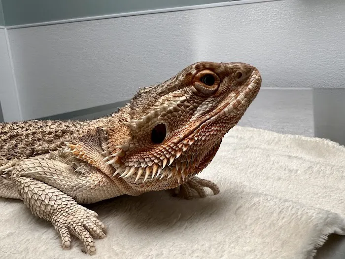 Safari Animal Hospital 12