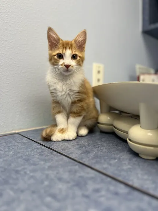 Citi Animal Hospital 12