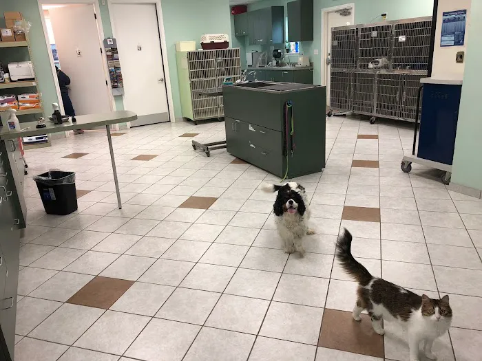 Citi Animal Hospital 12