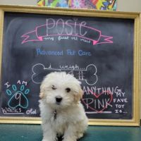 Advanced Pet Care of Clear Lake ico