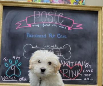Advanced Pet Care of Clear Lake