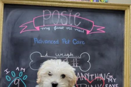 Advanced Pet Care of Clear Lake