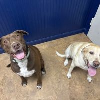 Neighborhood Veterinary Centers: NVC NASA ico