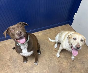 Neighborhood Veterinary Centers: NVC NASA