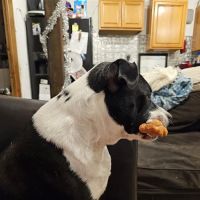 Neighborhood Veterinary Centers ico