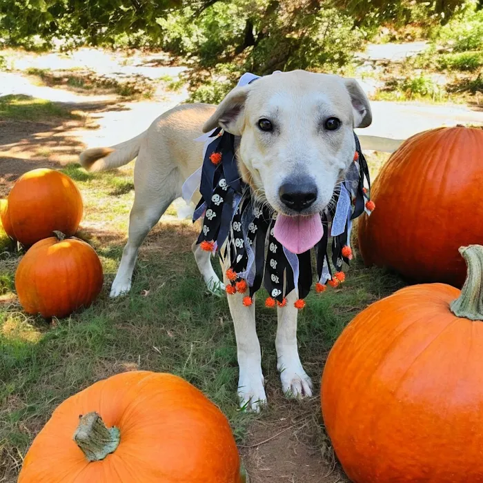 Neighborhood Veterinary Centers 12