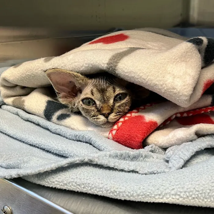 Bayside Animal Hospital | Kemah, TX 12