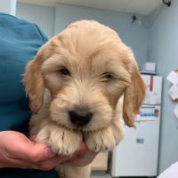 Bayside Animal Hospital | Kemah, TX ico