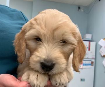 Bayside Animal Hospital | Kemah, TX