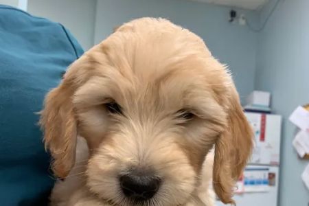 Bayside Animal Hospital | Kemah, TX