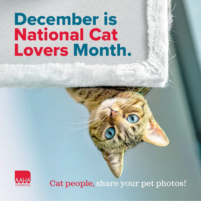 Bayside Animal Hospital | Kemah, TX 12